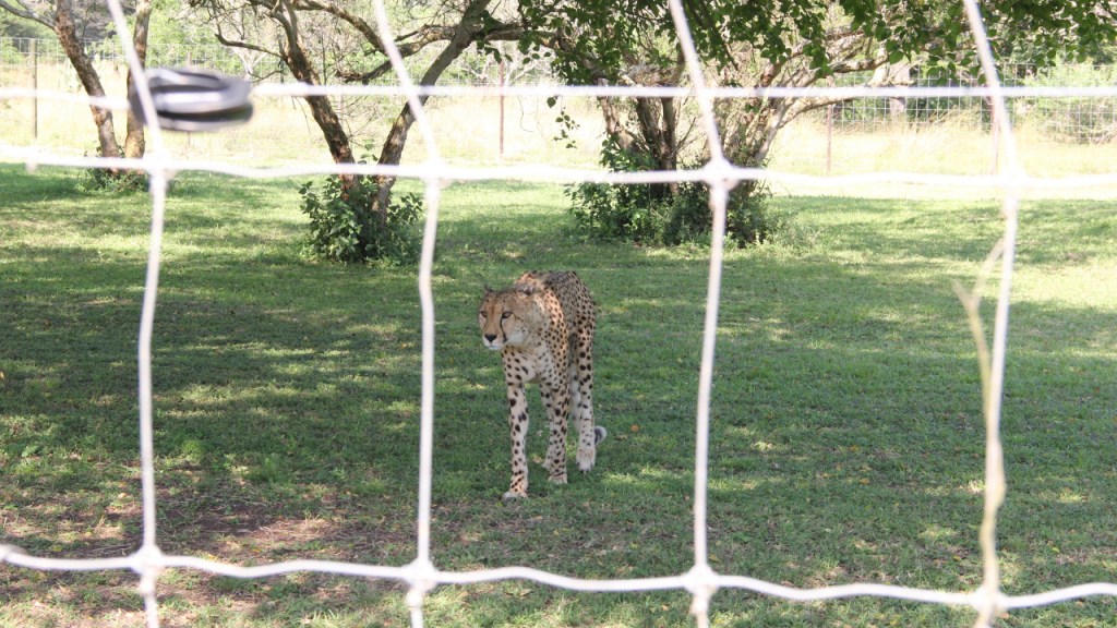 Blick von außerhalb des Geheges auf den Geparden, der schon angelaufen kommt (© Sebastian Sperling, 2024)