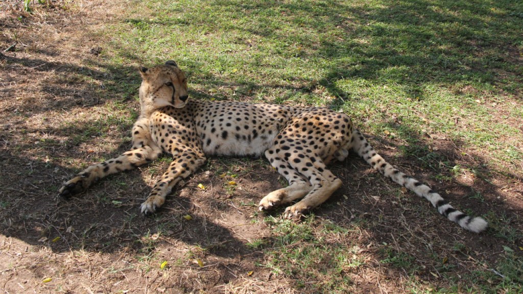 Ein Gepard liegt auf der Wiese und hat den Kopf gehoben, um sich umzuschauen (© Sebastian Sperling, 2024)