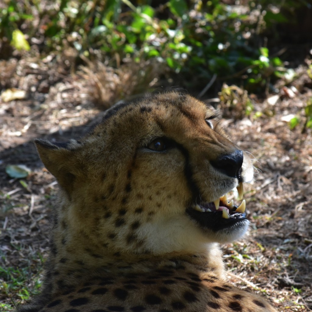 Nahaufnahme eines Gepardenkopfes mit geöffnetem Maul (© Cornelia Hebrank, 2024)