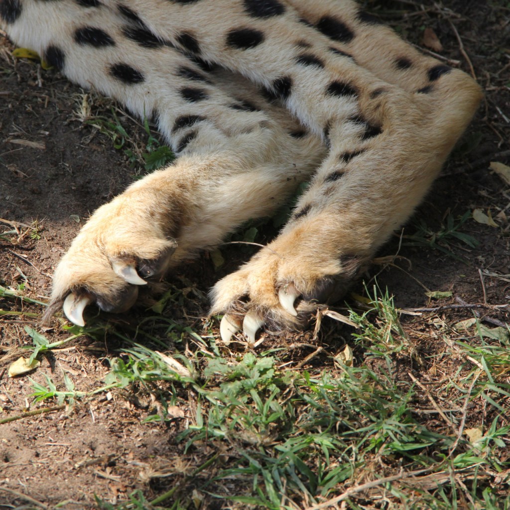 Nahaufnahme der Krallen des Geparden (© Sebastian Sperling, 2024)