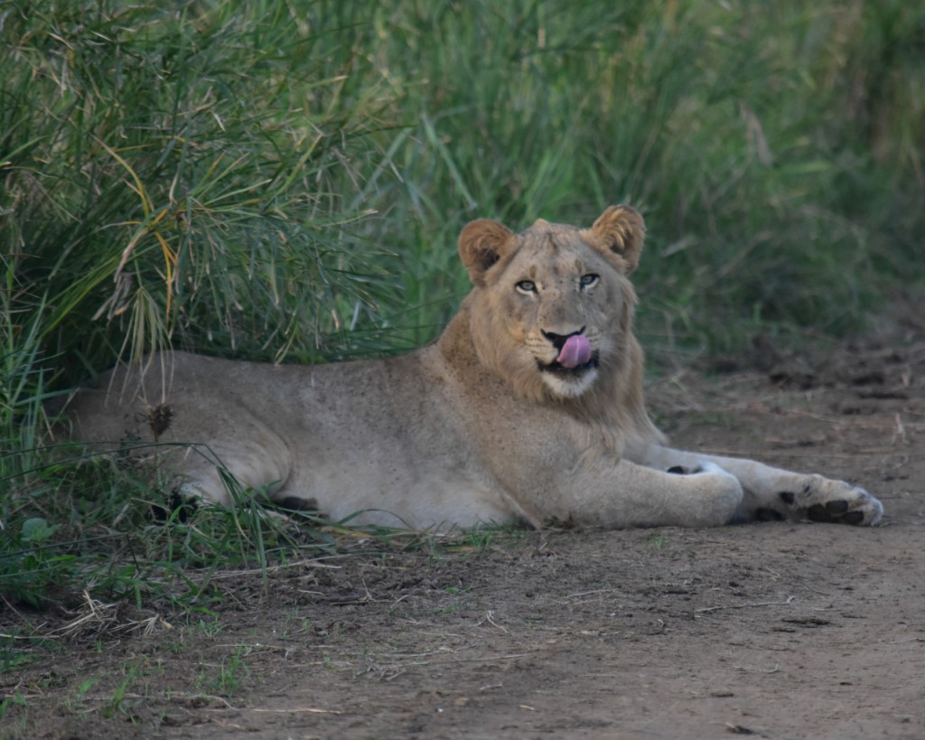 Afrika-Abenteuer 2024: Abschluss – Eine wundervolle Zeit im&nbsp;Busch
