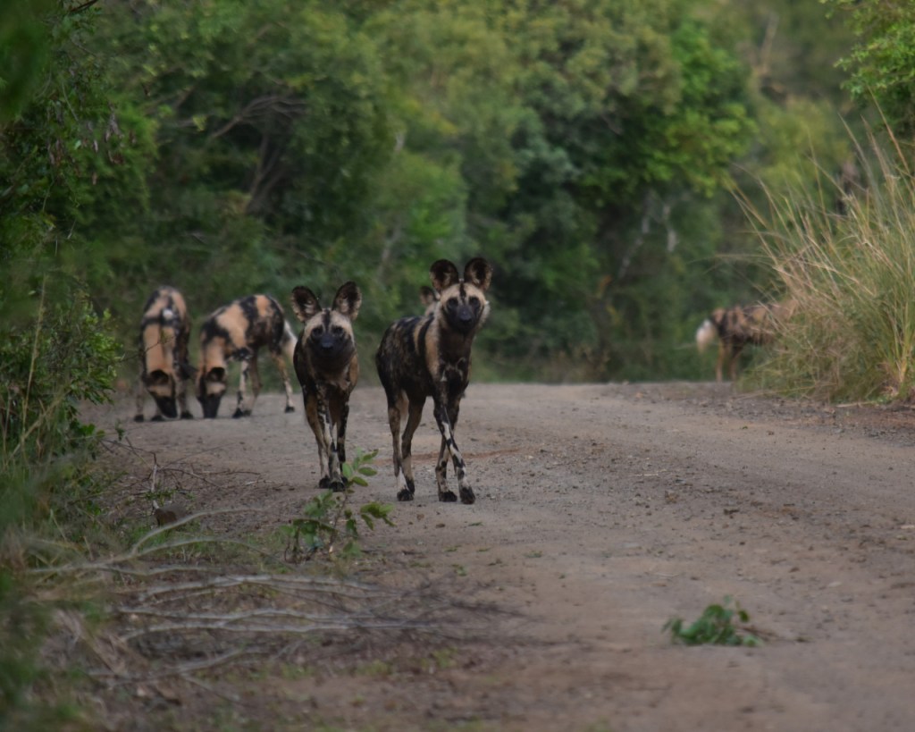 Das Hyänenrudel kommt langsam und guckend in Richtung Kamera gelaufen (© Cornelia Hebrank, 2024)