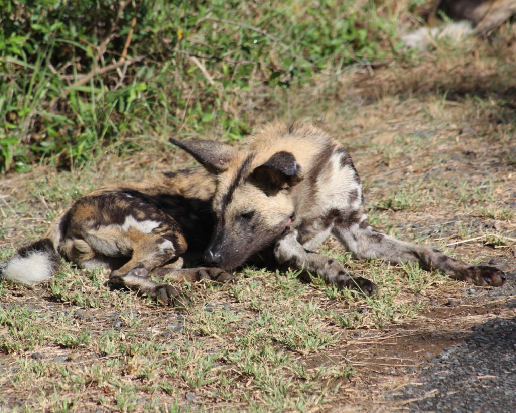 Ein Hyänenhund hat sich gemütlich hingelegt am Straßenrand (© Sebastian Sperling, 2024)