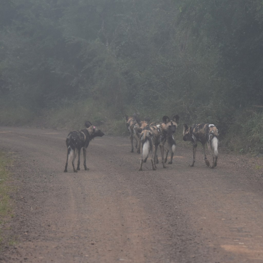 Blick durch den Nebel auf die Hyänenhunde auf dem Weg (© Cornelia Hebrank, 2024)