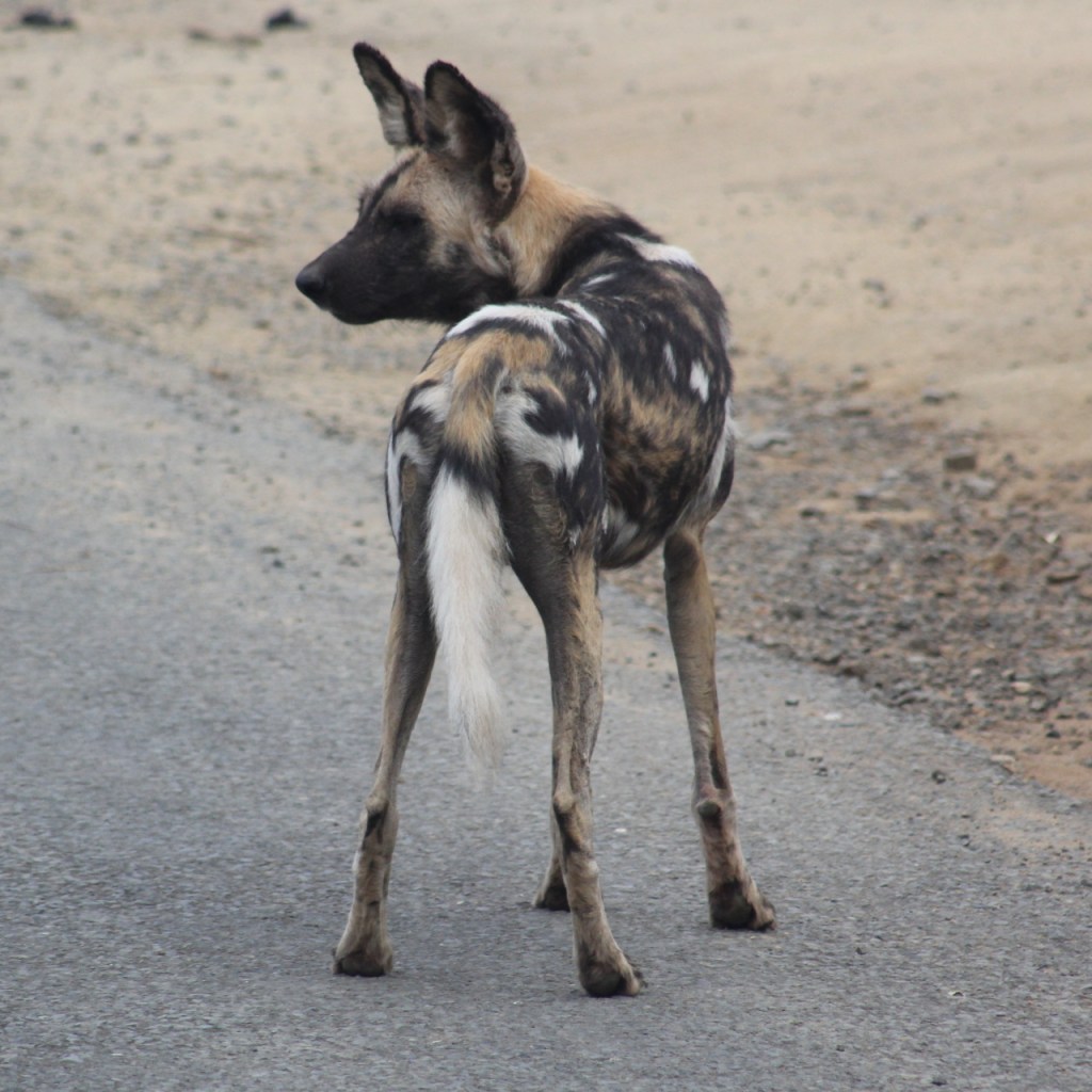 Nahaufnahme eines der Hyänenhunde (© Sebastian Sperling, 2024)