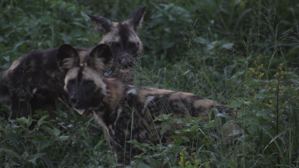 Zwei Hyänenhunde im hohen Gras (© Sebastian Sperling, 2024)