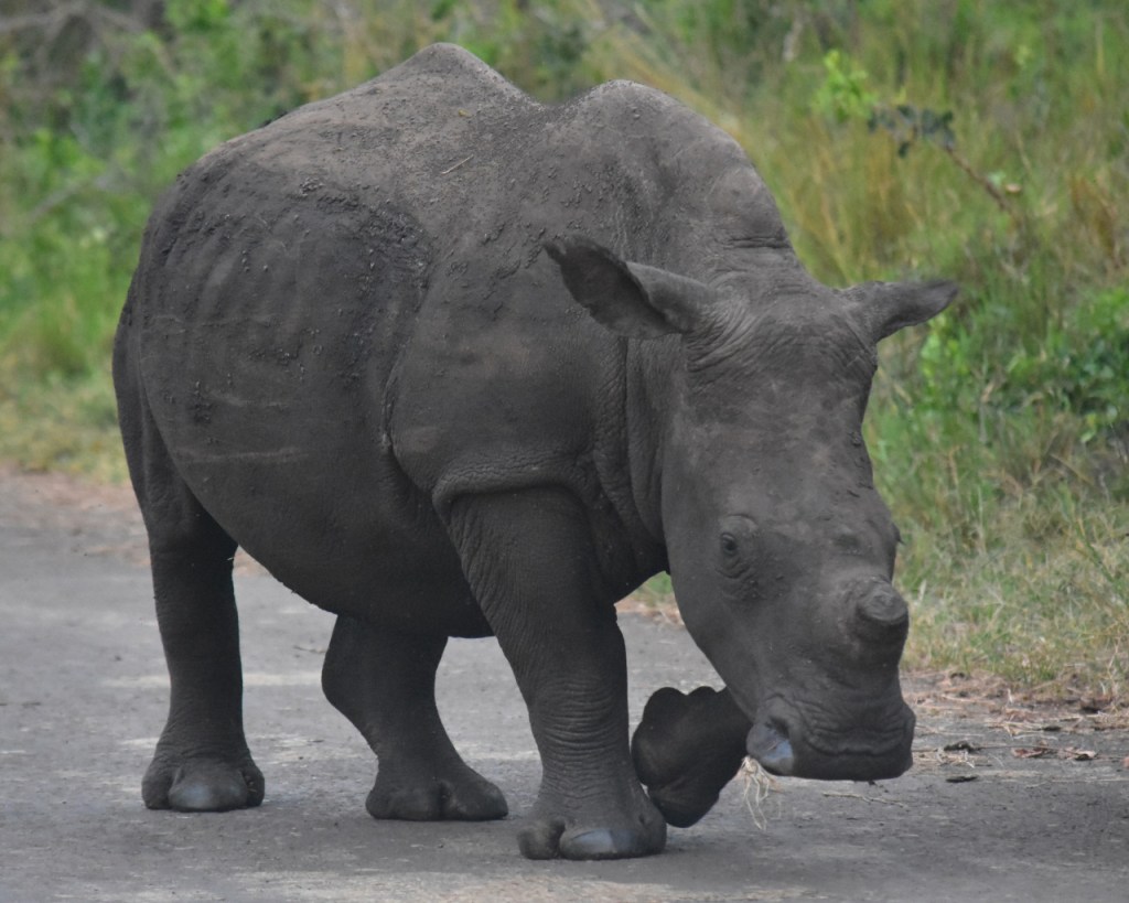 Ein junges Nashorn ohne Horn (© Cornelia Hebrank, 2024)