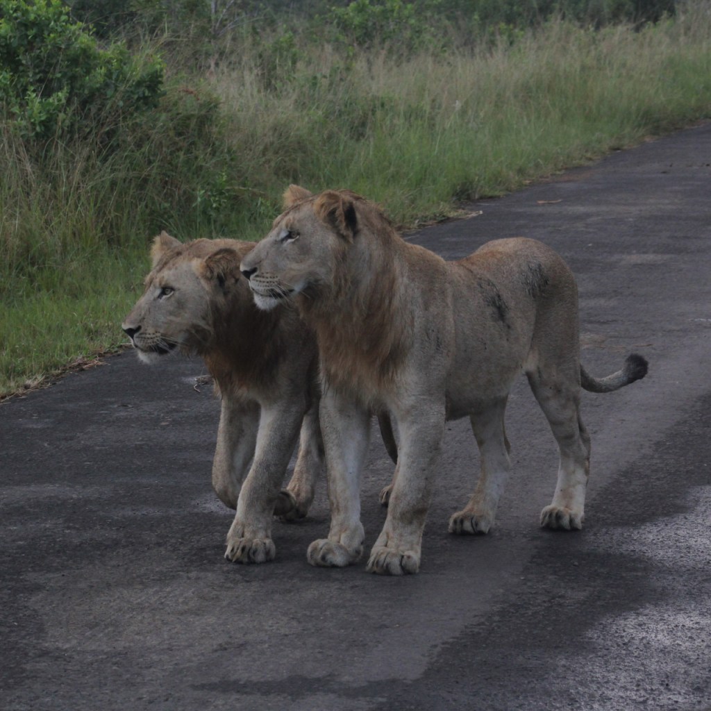 Zwei junge männliche Löwen laufen eng nebeneinander (© Sebastian Sperling, 2024)