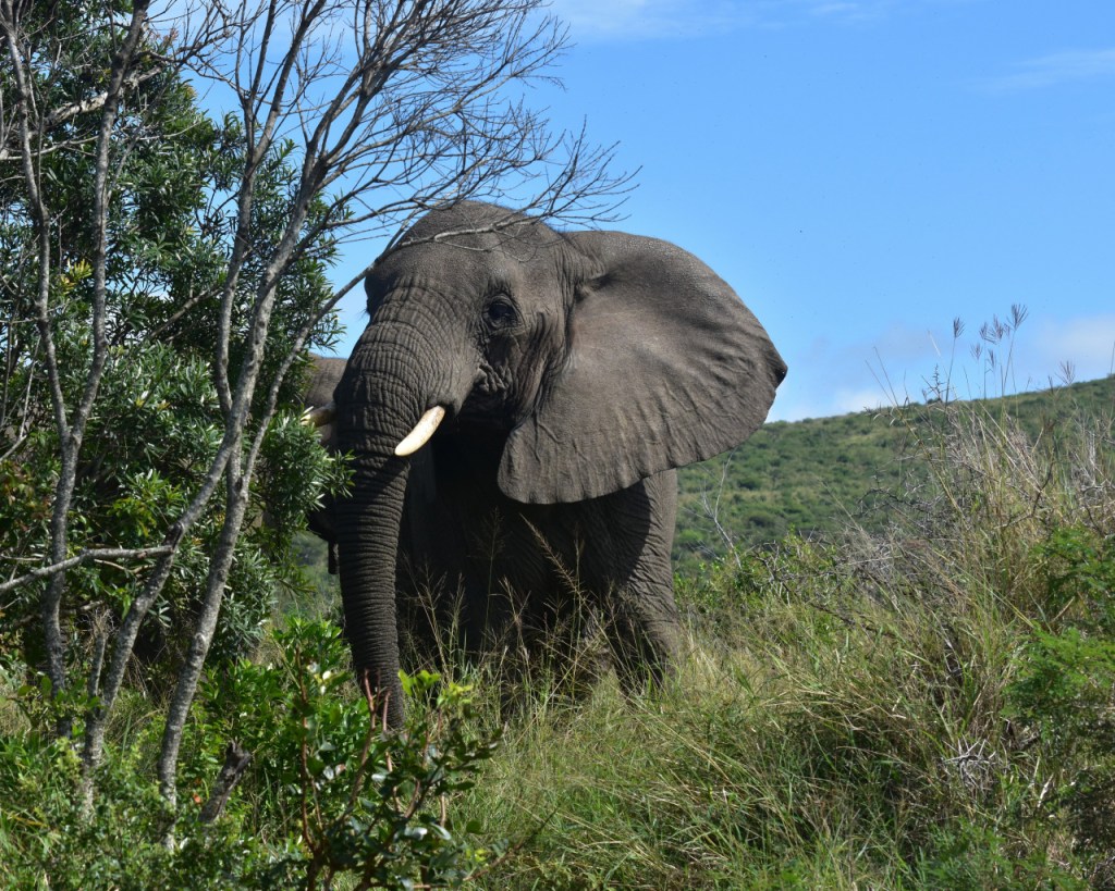 Fressender Elefant hinter einem kahlen Busch (© Cornelia Hebrank, 2024)