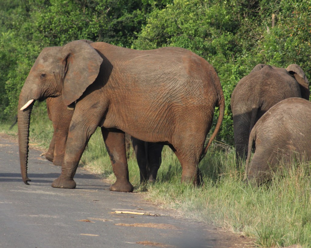 Elefantenherde frisst gemütlich am Straßenrand, während einer bereits die Straße überquert (© Sebastian Sperling, 2024)