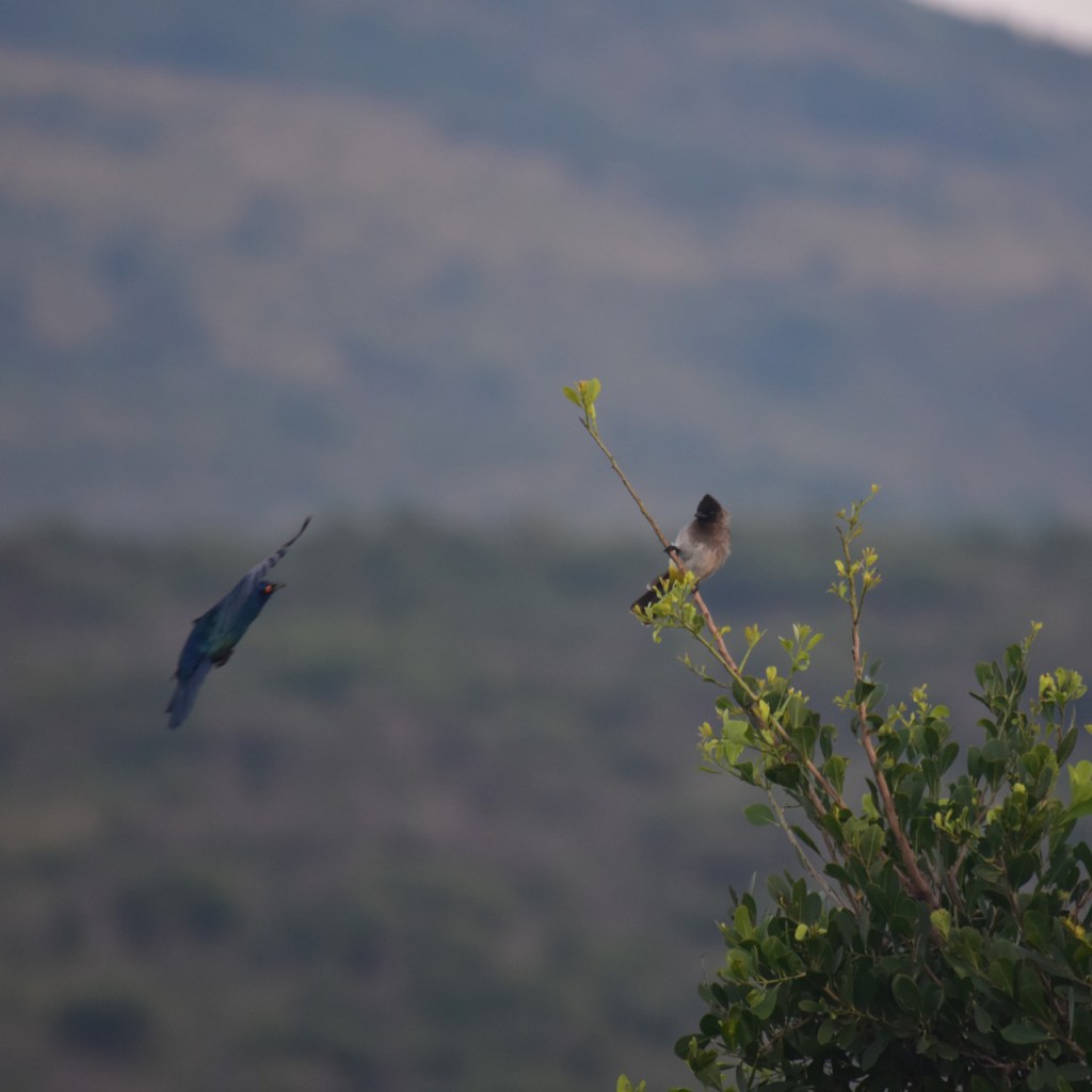 Ein Vogel sitzt bereits auf einem kleinen Ast, während ein zweiter ihn gerade anfliegt (© Cornelia Hebrank, 2024)