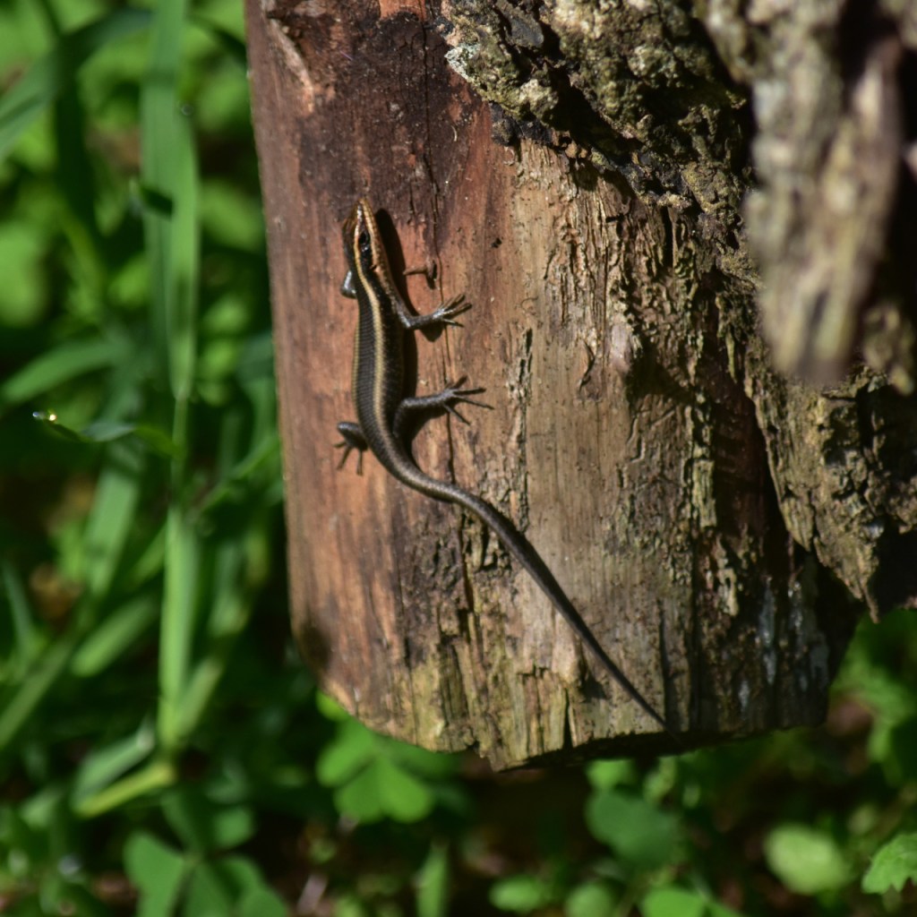 Eine Eidechse an einem Holzpfosten (© Cornelia Hebrank, 2024)