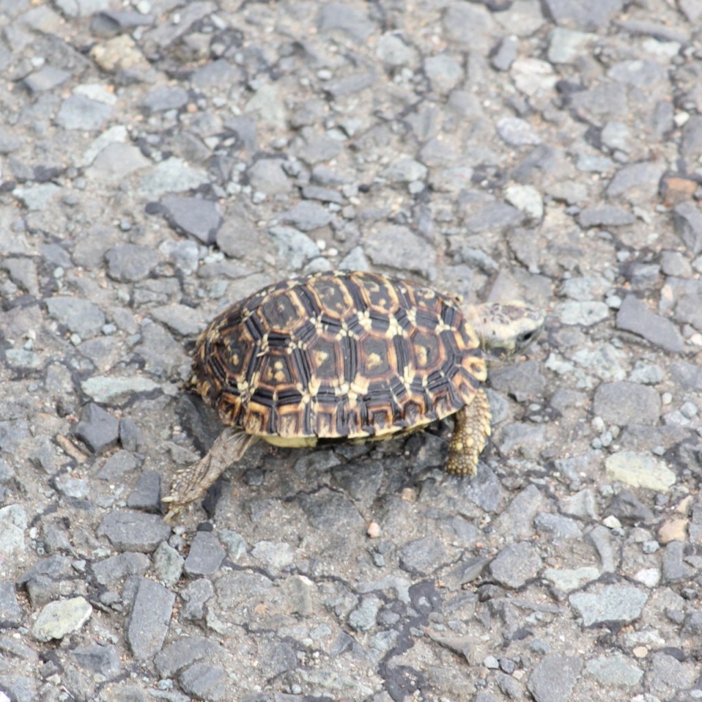 Eine junge Leopardenschildkröte krabbelt über die Straße (© Sebastian Sperling, 2024)
