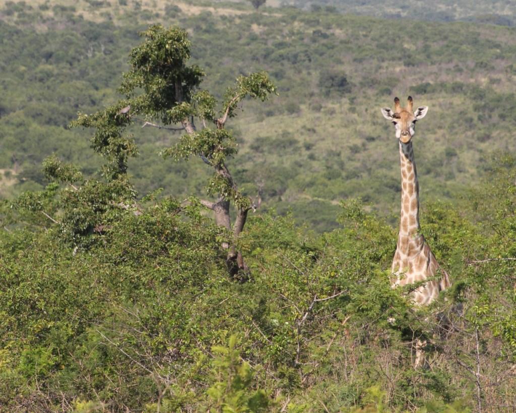 Panorama mit einer Giraffe, deren Hals über den Büschen hervorschaut und die interessiert in Richtung Kamera guckt (© Sebastian Sperling, 2024)