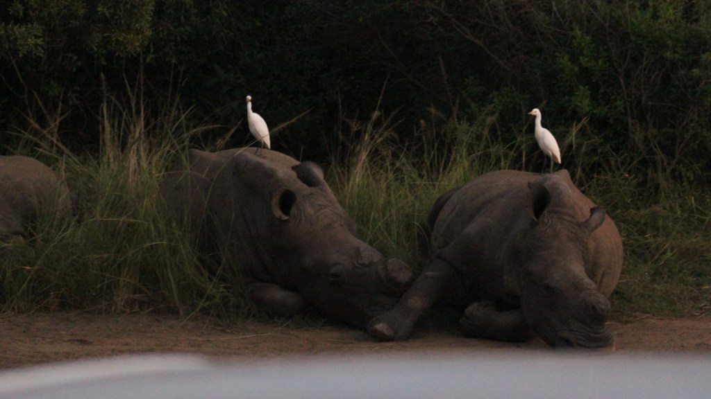 Drei Nashörner haben sich in der Dunkelheit bequem hingelegt, auf zwei davon sitzen auch Kuhreiher (© Sebastian Sperling, 2024)