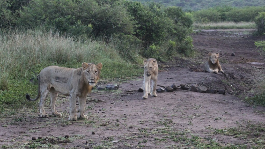 Drei junge Löwen, zwei stehen, der dritte liegt aufmerksam im Hintergrund (© Sebastian Sperling, 2024)