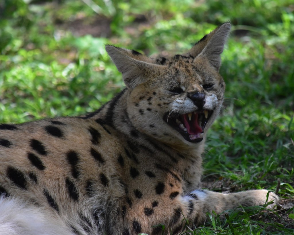 Ein Serval liegt im Schatten und gähnt (© Cornelia Hebrank, 2024)