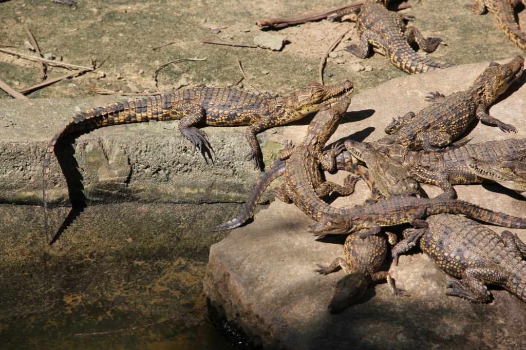 Junge, wenige Wochen alte Nilkrokodile krabbeln übereinander herum (© Sebastian Sperling, 2024)