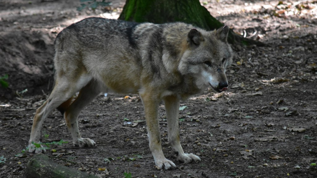 Einer der alten Herren der Wölfe steht gemütlich herum und schleckt sich die Schnauze (© Cornelia Hebrank, 2024)