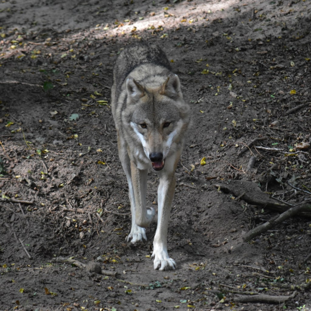 Milan läuft einen Hügel hinunter auf die Kamera zu (© Cornelia Hebrank, 2024)