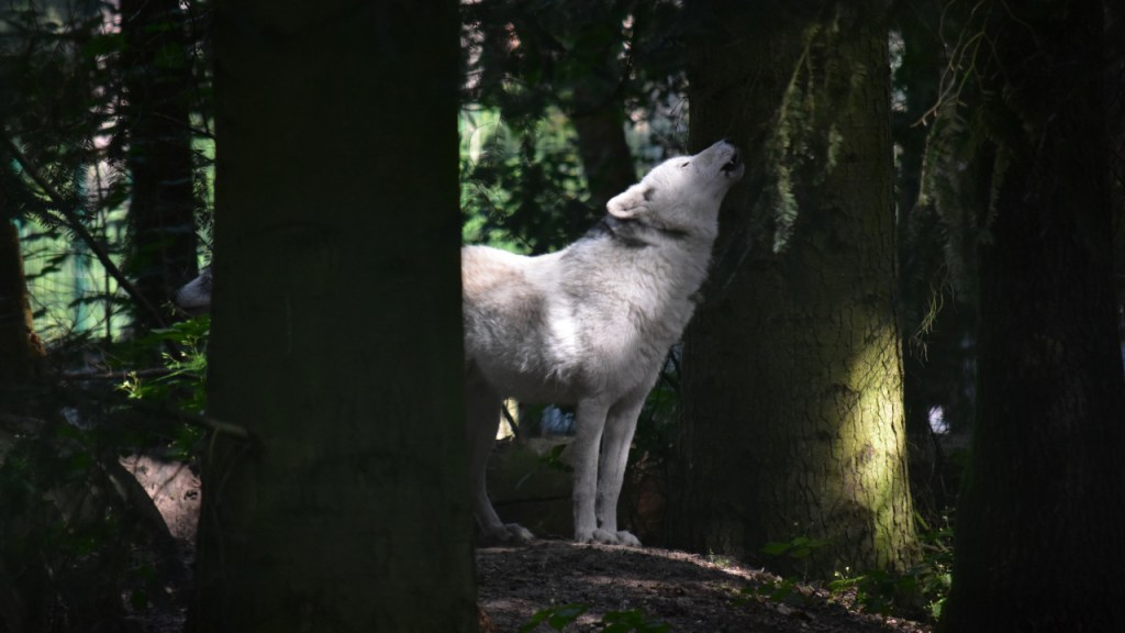 Einer der weißen Wölfe beim Heulen (© Cornelia Hebrank, 2024)