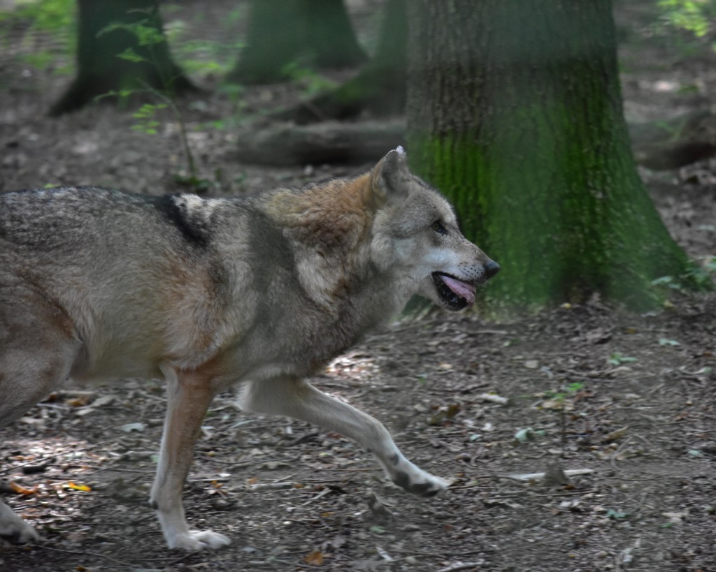 Wolf mit Fleischbrocken im Maul (© Cornelia Hebrank, 2024)