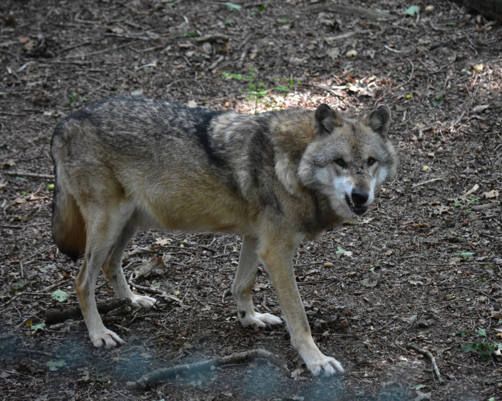 Knurrender Wolf mit Blick zum Zaun (© Cornelia Hebrank, 2024)