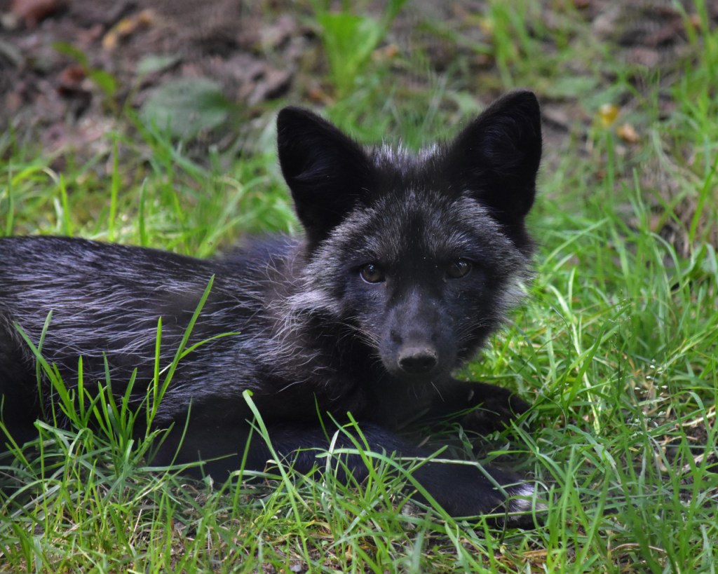 Ein junger Silberfuchs hebt neugierig den Kopf aus dem Gras (© Cornelia Hebrank, 2024)