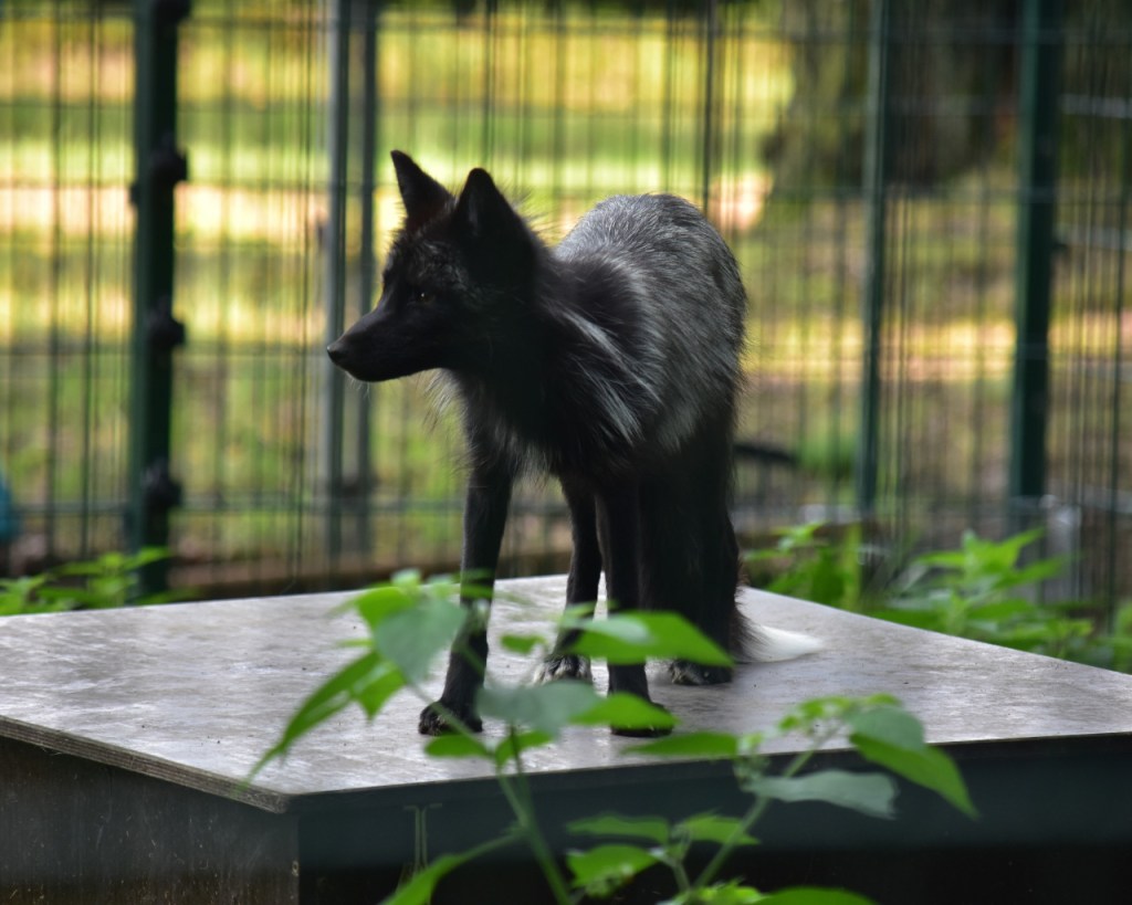Ein junger Silberfuchs klettert auf einer Schlafbox herum (© Cornelia Hebrank, 2024)