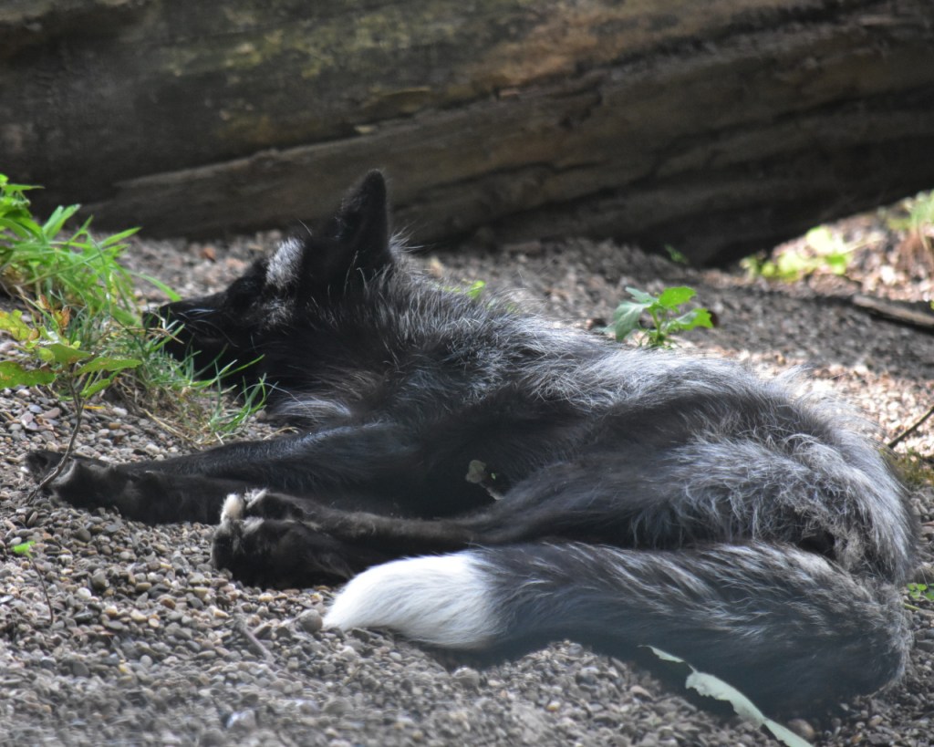 Ein Silberfuchs beim Schlafen (© Cornelia Hebrank, 2024)