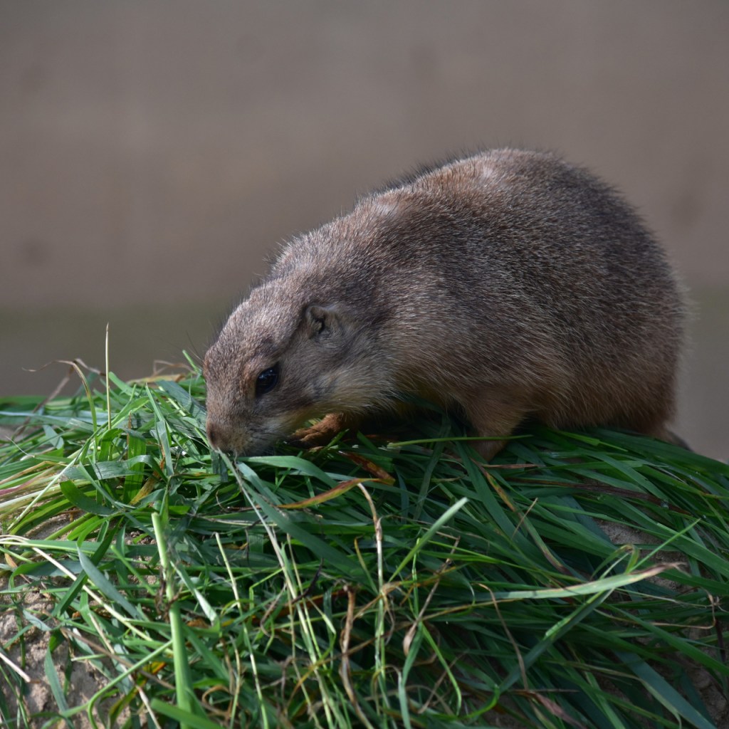 Präriehund beim Futtern von Grashalmen (© Cornelia Hebrank, 2024)