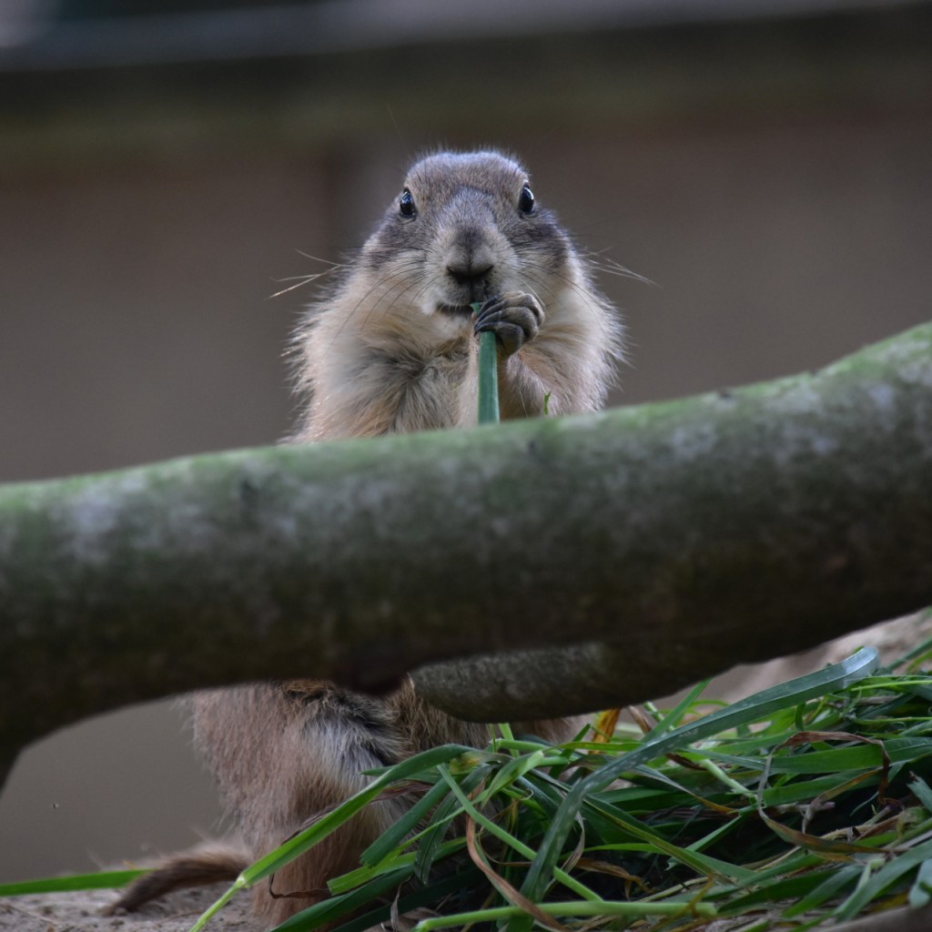 Präriehund knabbert am Grashalm und starrt uns dabei an (© Cornelia Hebrank, 2024)