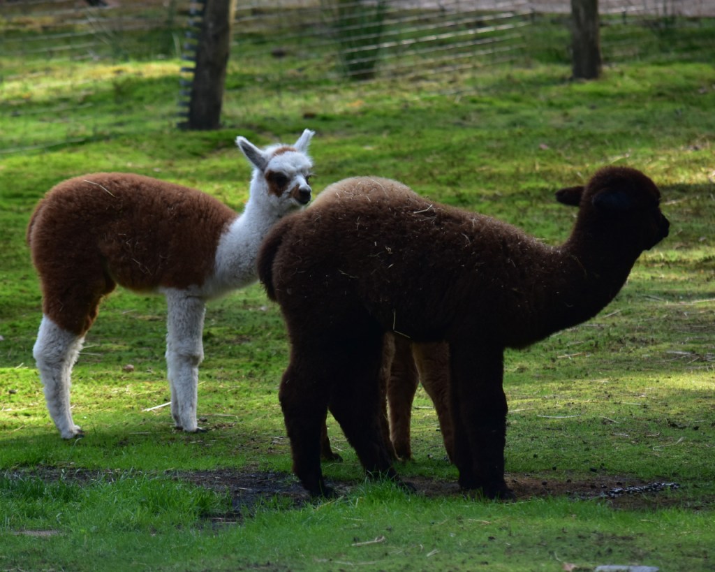 Zwei jüngere Alpakas sind auf einer Wiese unterwegs (© Cornelia Hebrank, 2024)