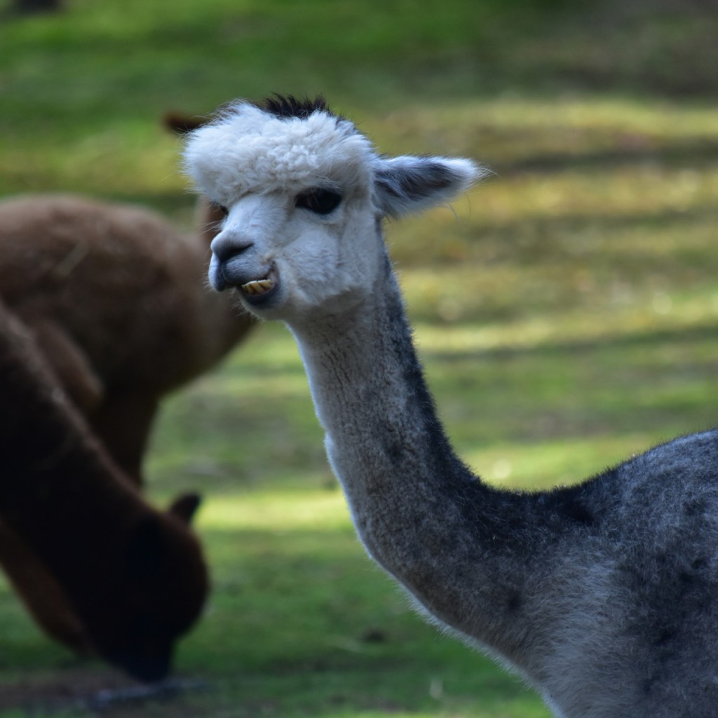 Erwachsenes Alpaka behält die Besucher im Blick (© Cornelia Hebrank, 2024)