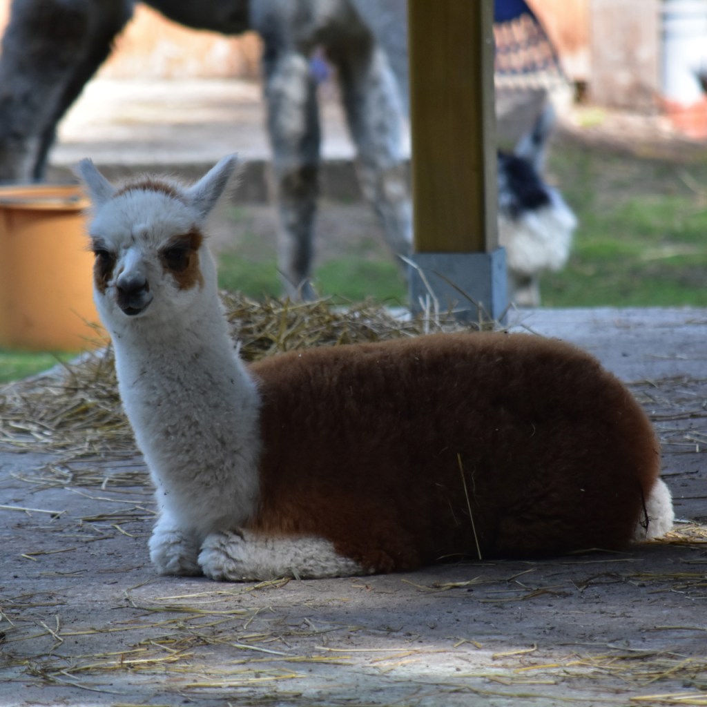Ein junges Alpaka liegt neben dem Futterspender (© Cornelia Hebrank, 2024)