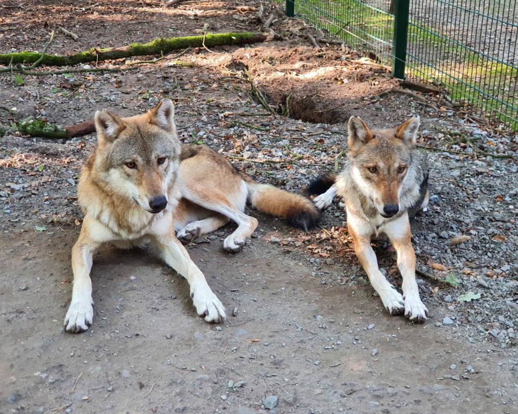 Auch Finja und Milan liegen gemütlich beieinander (© Cornelia Hebrank, 2024)