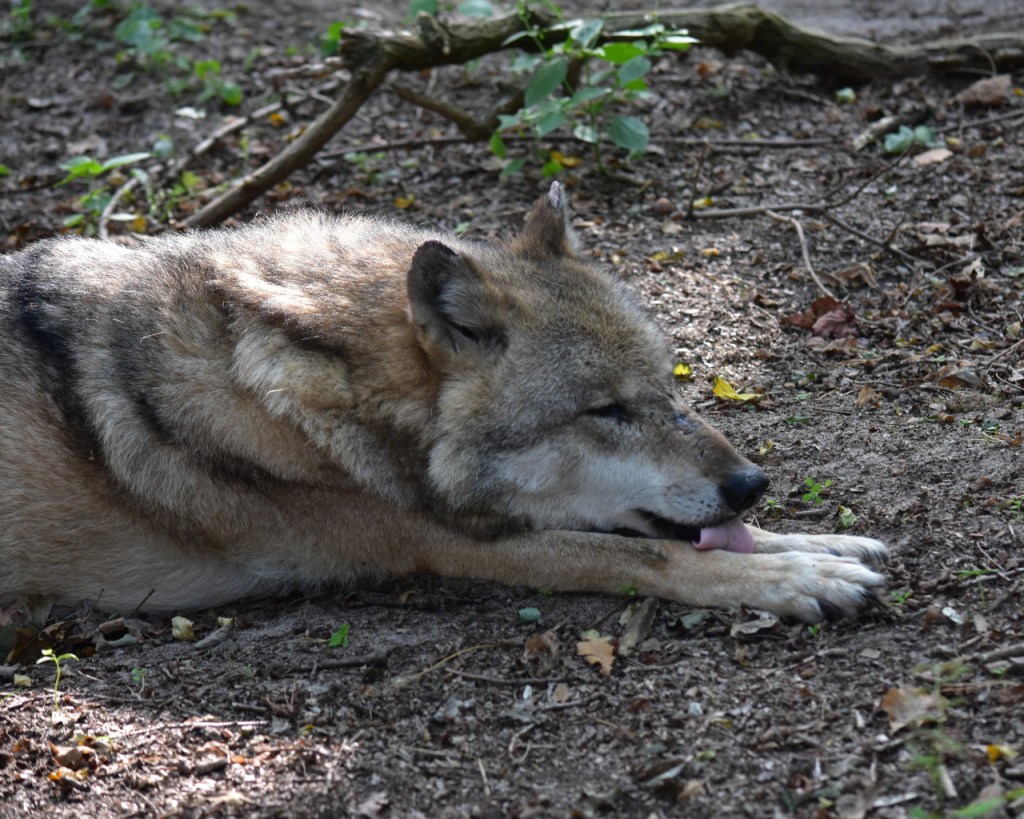 Einer der älteren Wölfe hat es sich gemütlich gemacht und schleckt seine Pfoten (© Cornelia Hebrank, 2024)
