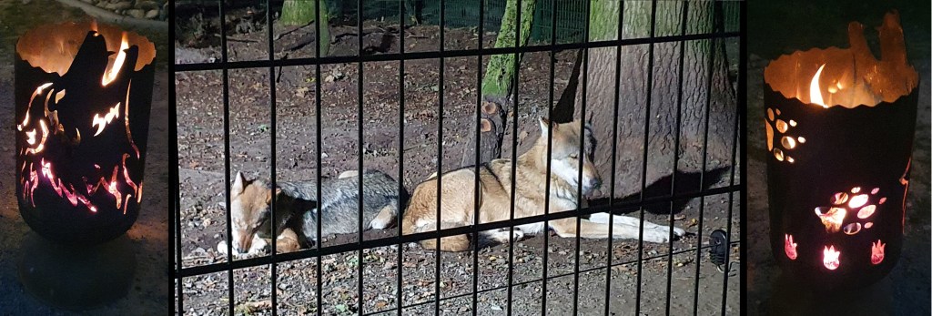 Collage von zwei Wölfen im Scheinwerferlicht zwischen zwei Feuerstellen mit Wolfsmotiven (© Sebastian Sperling, 2024)