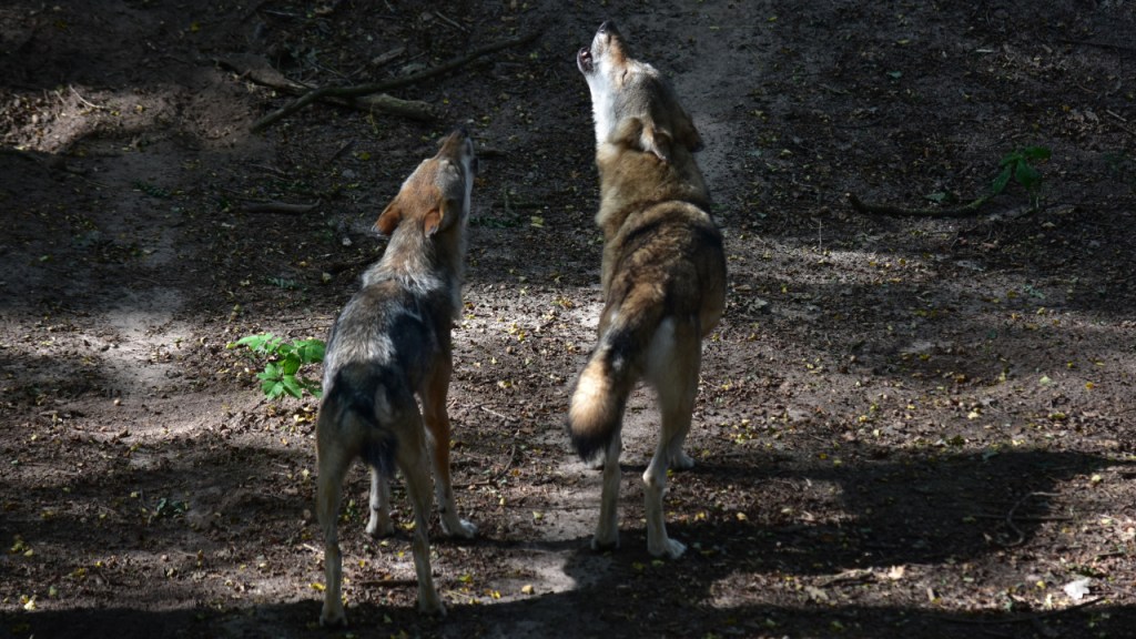 Zwei Wölfe (Finja und Milan) stehen beim Heulen nebeneinander (© Cornelia Hebrank, 2024)