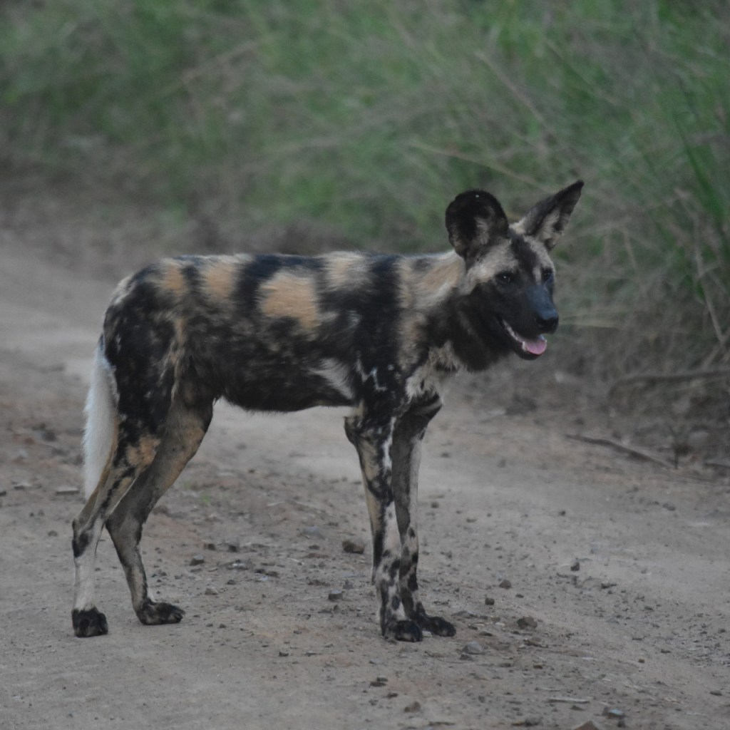 Ein Hyänenhund in all seiner Pracht
(© Cornelia Hebrank, 2024)