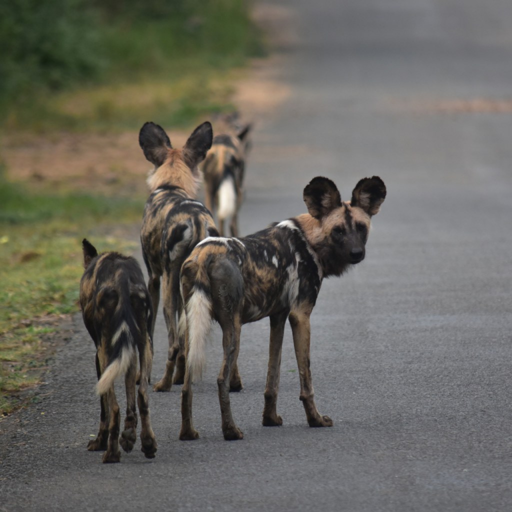 Einige Hyänenhunde laufen am Straßenrand entlang von der Kamera weg (© Cornelia Hebrank, 2024)