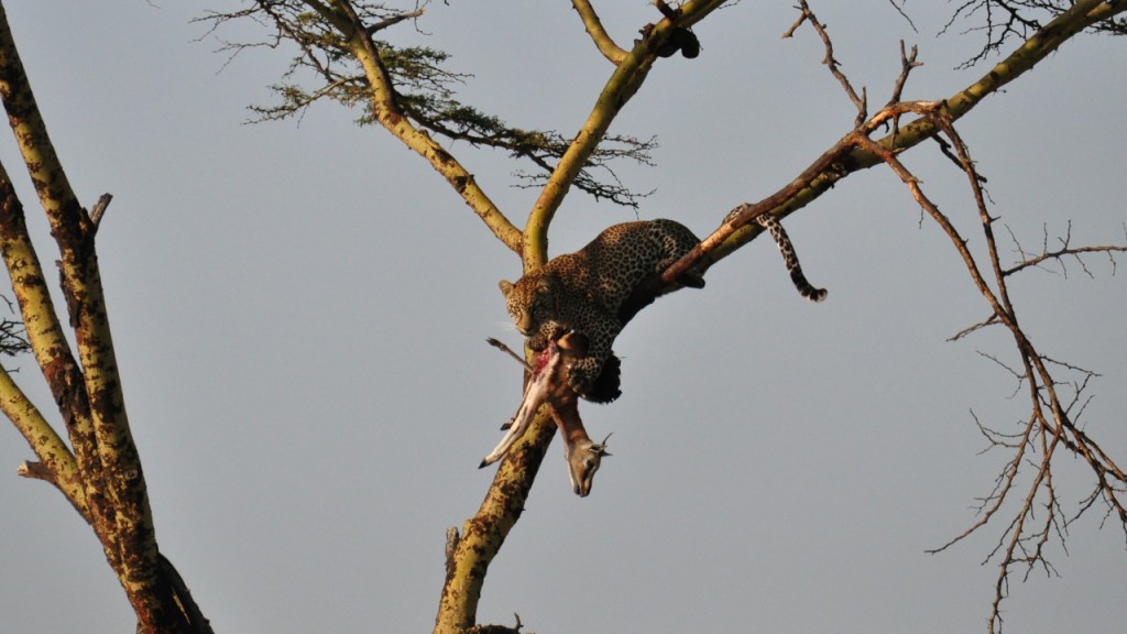 Ein Leopard liegt in einer Astgabel auf einem Baum und hat unter sich eine kleine, tote Antilope eingeklemmt (© Cornelia Hebrank, 2016)