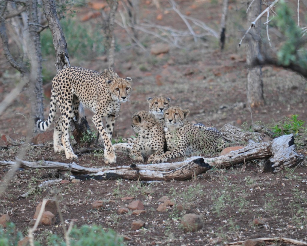 Priorisierte Arten beim Monitoring von Wildlife&nbsp;ACT