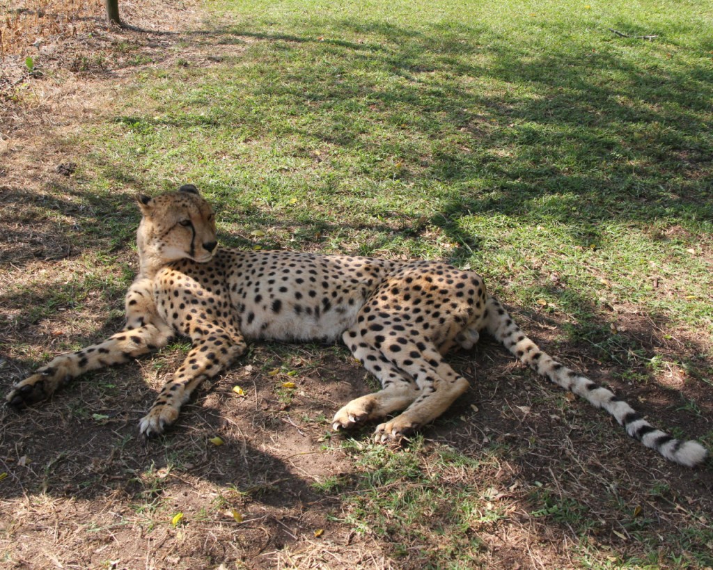 Ein gemütlich daliegender Gepard (© Sebastian Sperling, 2024)
