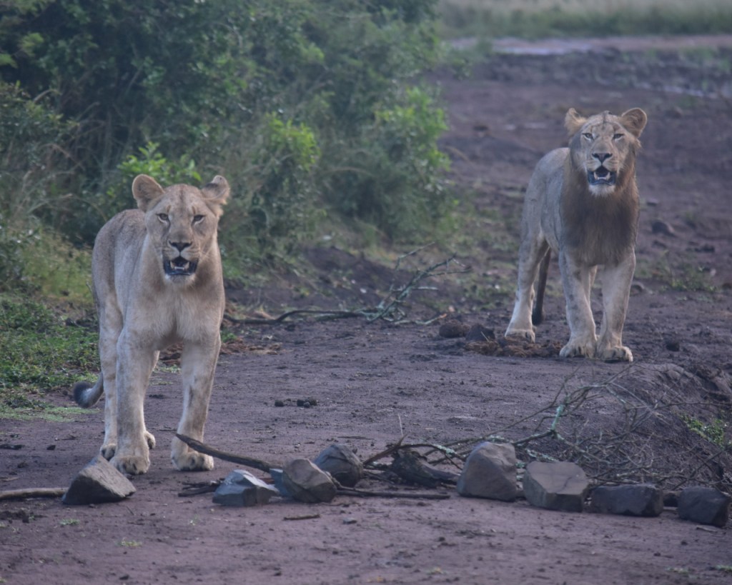 Zwei Löwen-Geschwister schauen interessiert in Richtung Kamera (© Cornelia Hebrank, 2024)