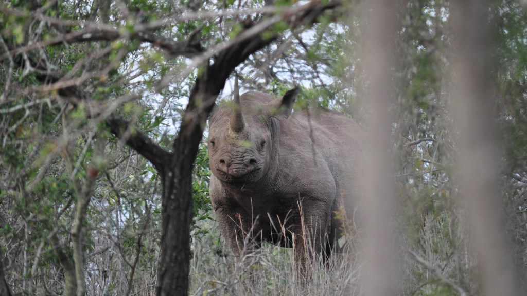 Blick durch einige Büsche auf ein Spitzmaulnashorn (© Cornelia Hebrank, 2016)