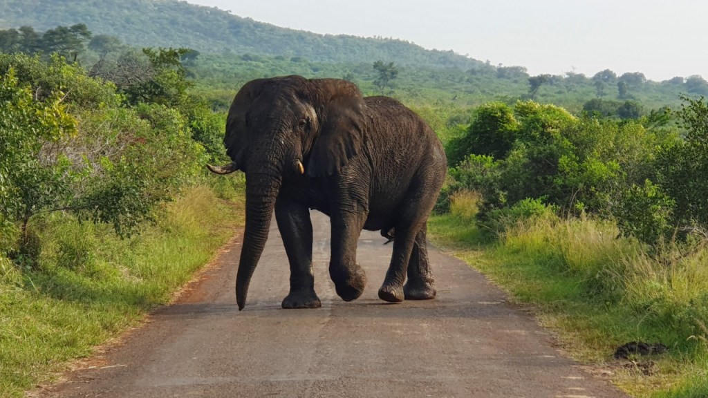 Ein prächtiger Elefantenbulle überquert die Straße (© Sebastian Sperling, 2024)