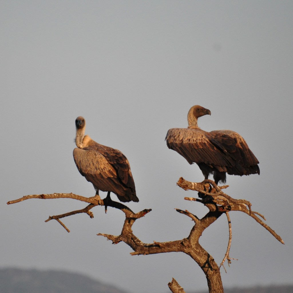 Zwei Geier auf einem abgestorbenen Baum (© Cornelia Hebrank, 2016)