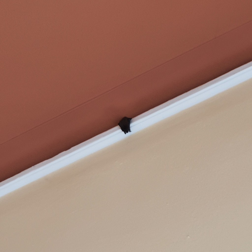 Gezoomte Aufnahme einer Fledermaus, die an einer Wandkante hängt (© Cornelia Hebrank, 2024)