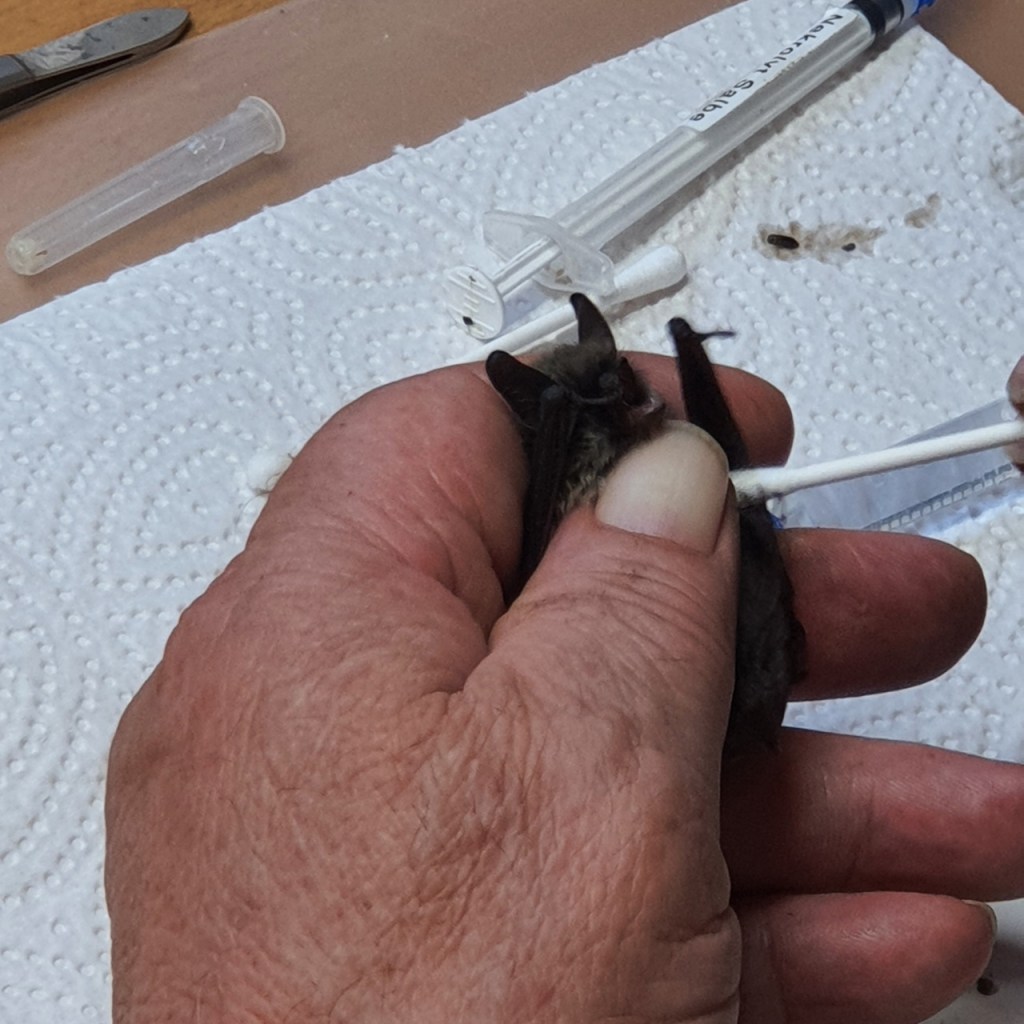 Bartfledermaus wird zur Untersuchung in der Hand gehalten (© Cornelia Hebrank, 2024)